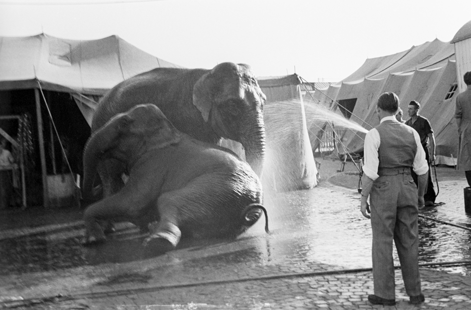 Zwei Elefanten werden mit Wasser abgespritzt
