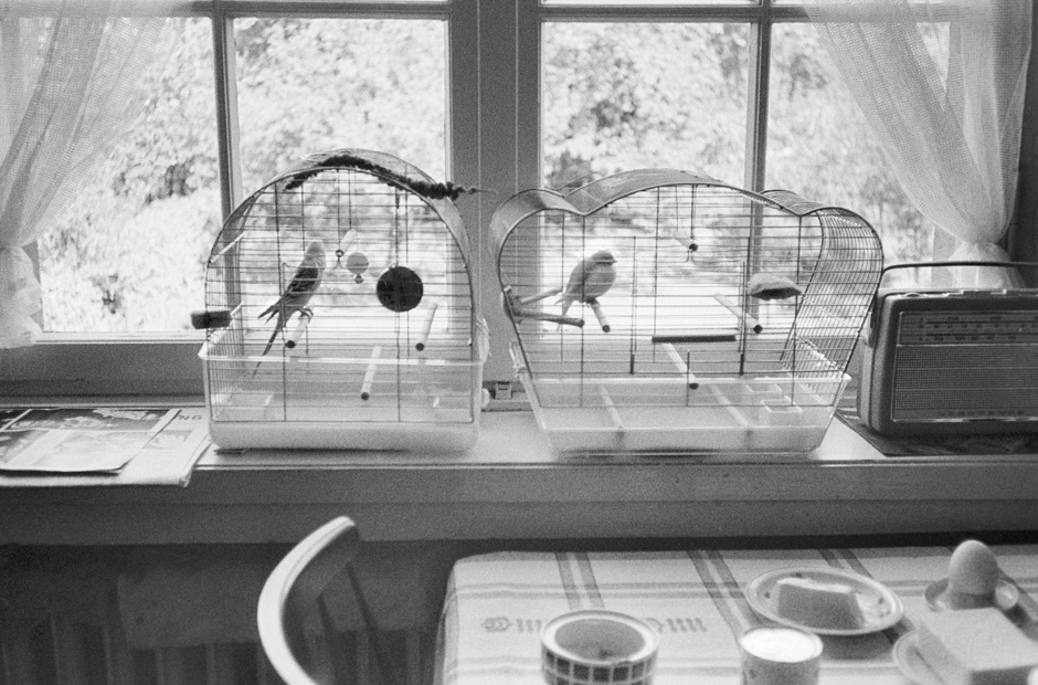 Zwei Vogelkäfige stehen auf einer Fensterbank.