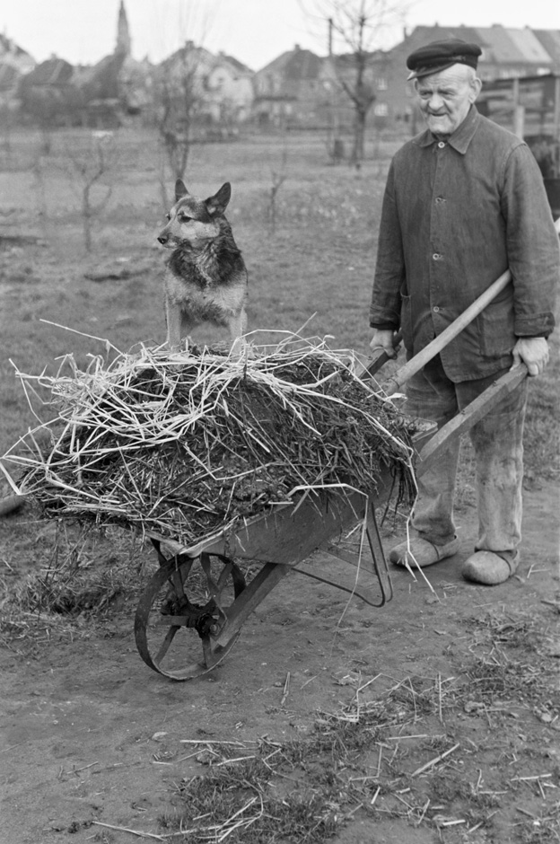 Ein Hund sitzt in einer Schubkarre, mit der Mist transportiert wird.