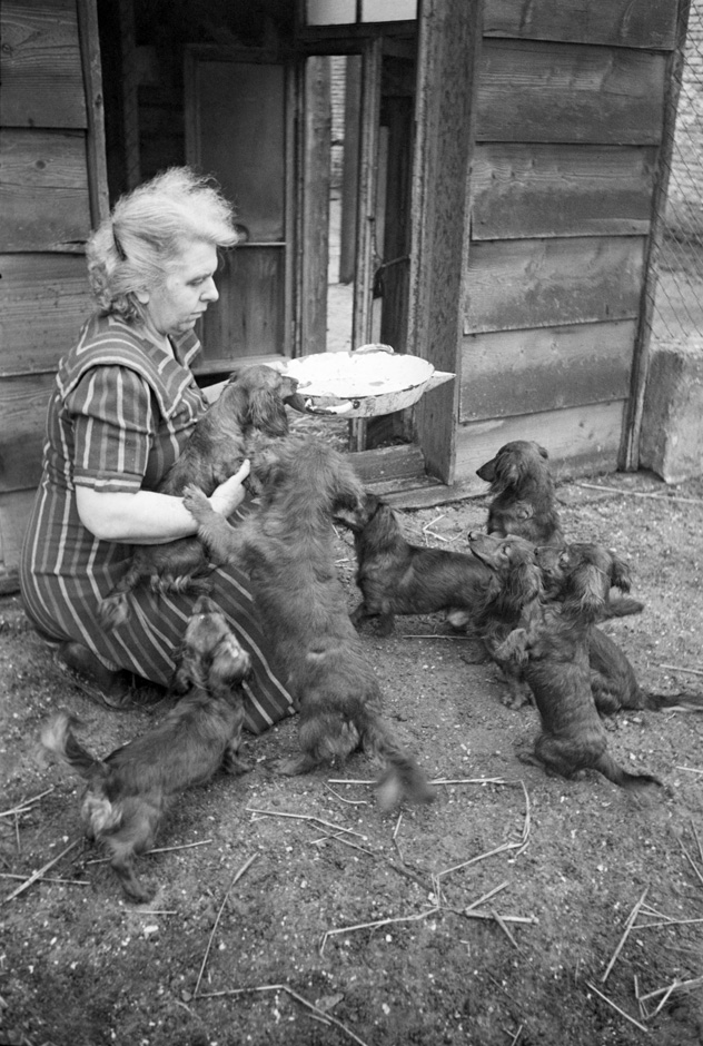 Eine Frau füttert mehrere Hunde.