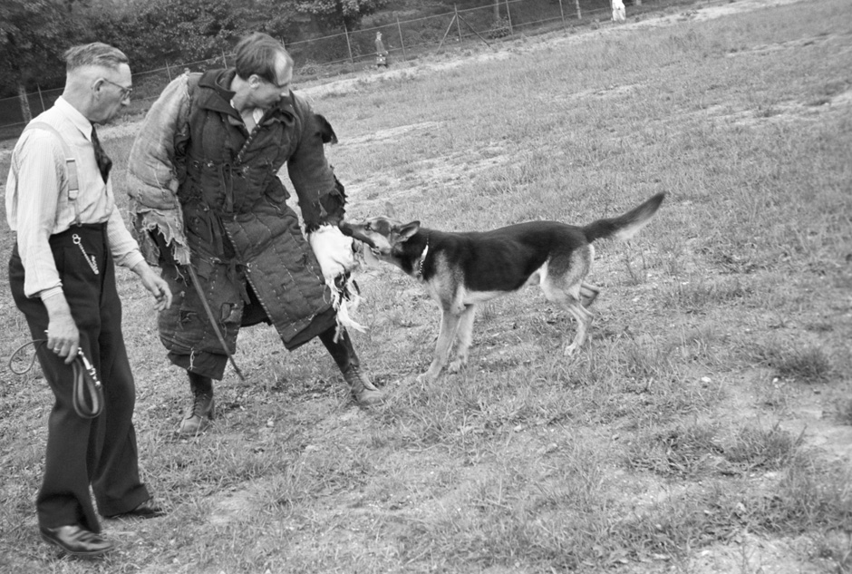 Ein Schäferhund beißt einen Mann, der Schutzkleidung trägt.