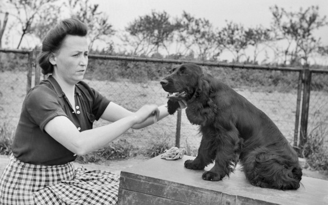 LVR-ZMB, C.A. Stachelscheid Eine Frau kämmt einen Cocker Spaniel.