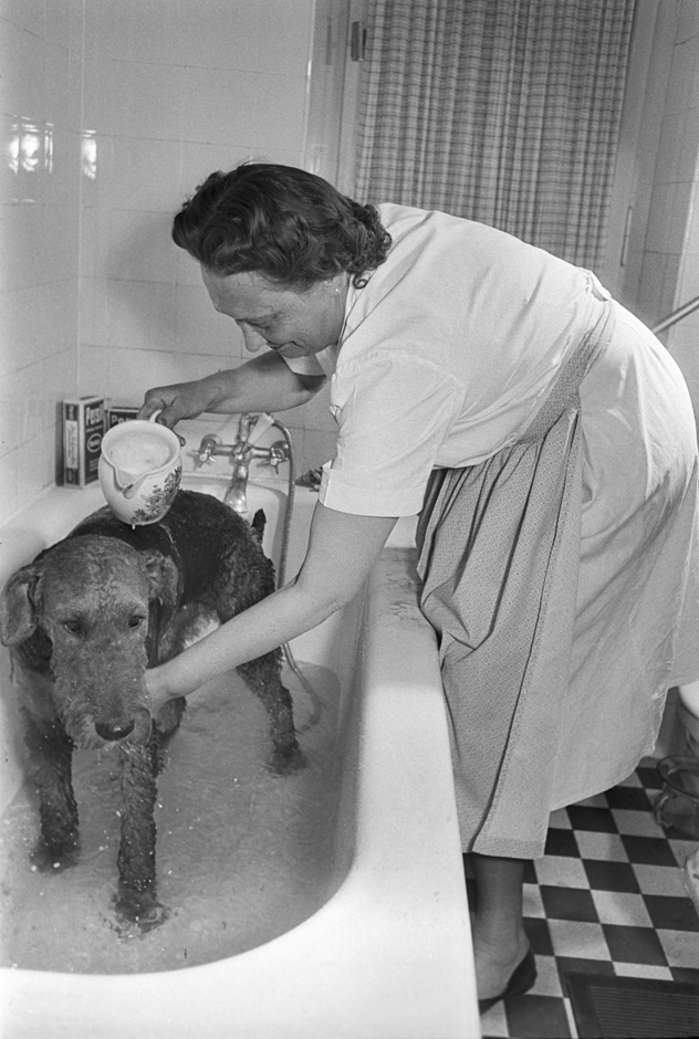 Eine Frau gießt Wasser über einen Hund, der in einer Badewanne steht.