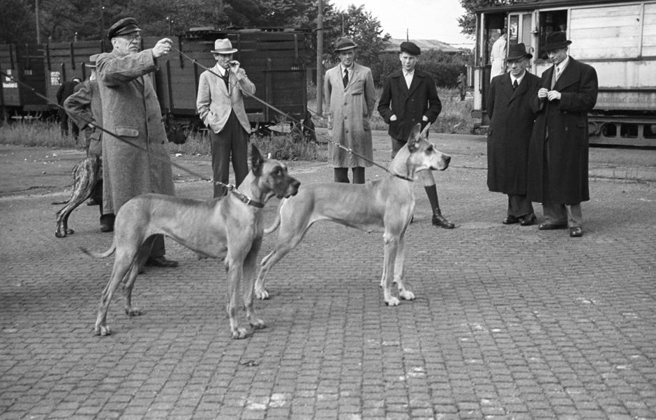 Mehrere Männer führen ihre Hunde an Leinen.