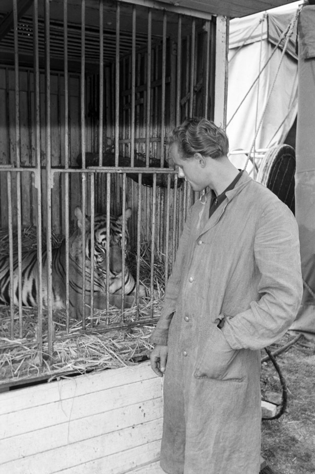 LVR-ZMB, C.A. Stachelscheid Ein Mann steht vor einem Käfig mit einem Tiger.