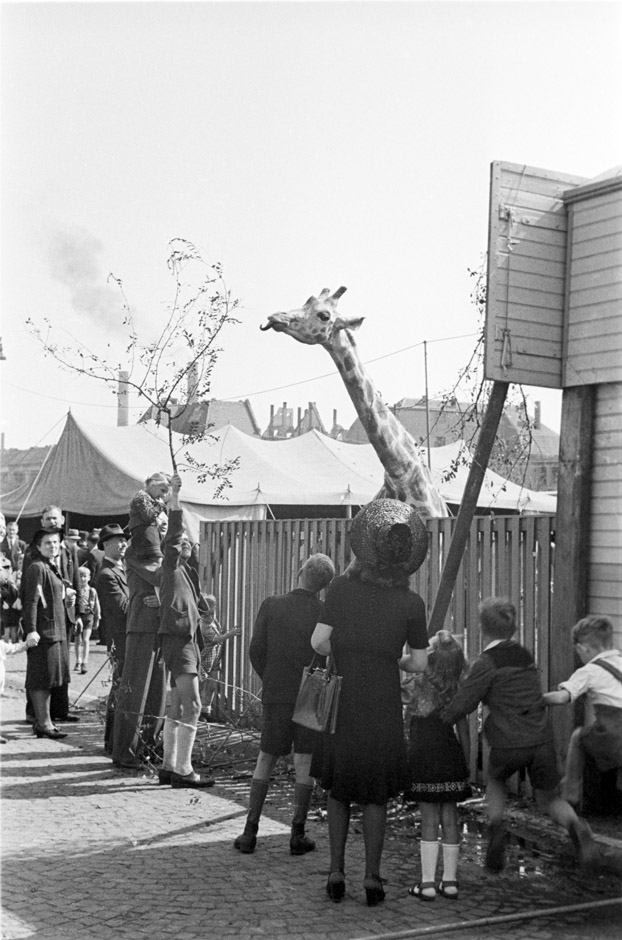 LVR-ZMB, H. Berben Eine Giraffe frisst in ihrem Gehege.