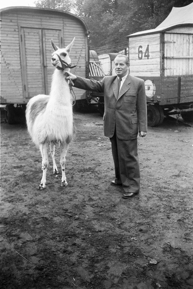 LVR-ZMB, H. Berben Ein Mann führt ein Lama an einem Halfter.