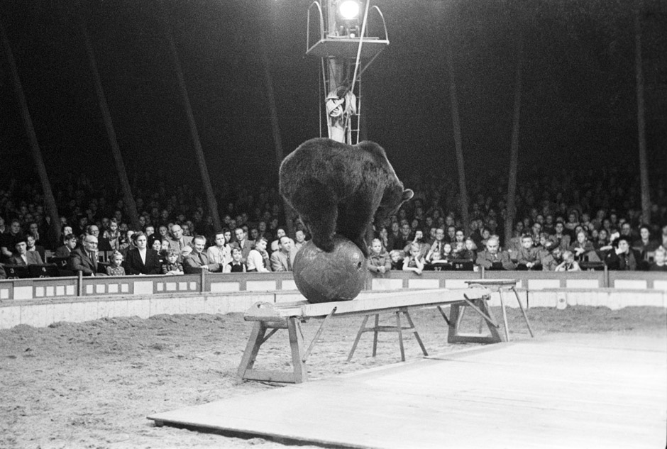 LVR-ZMB, H. Berben Ein Bär in der Manege.