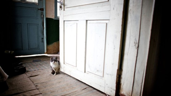 Eine weiss-graue Katze sitzt an einer offenen Zimmertür