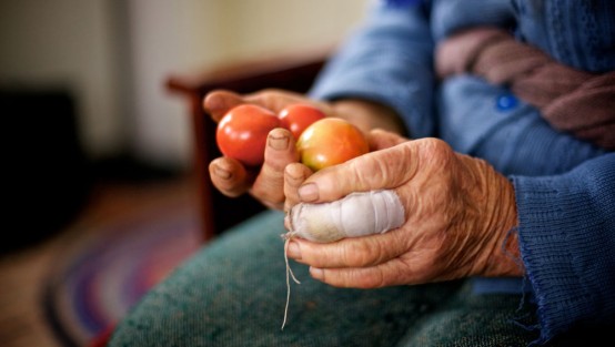 Hände einer alten Frau, die drei Tomaten hält. Am linken Mittelfinger trägt sie einen Verband